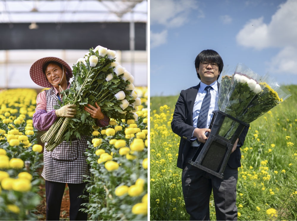這張拼版照片中，左圖為2023年3月22日在中國云南省開遠(yuǎn)市，花農(nóng)李蘭英在采摘鮮花；右圖為2023年4月3日在日本埼玉縣三鄉(xiāng)市，經(jīng)營花卉公司的小西武為訂貨的花店送花。中國云南有著亞洲最大的鮮切花交易市場，一年可以賣出110億枝鮮切花。春季云南大量鮮花進(jìn)入盛花期，各類鮮花通過冷鏈物流陸續(xù)進(jìn)入日本市場，成為當(dāng)?shù)厝松畹拿利慄c(diǎn)綴。
