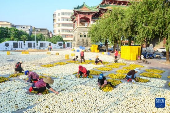 11月25日，在廣東省江門市新會區(qū)一處空地，人們對新會柑皮進(jìn)行翻皮晾曬。