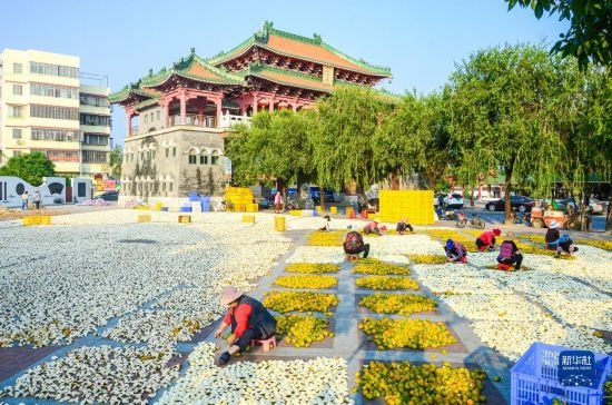 11月25日，在廣東省江門市新會區(qū)一處空地，人們對新會柑皮進(jìn)行翻皮晾曬。