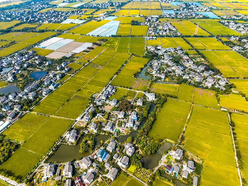 2023年10月22日，浙江海寧市黃灣鎮(zhèn)，金秋時(shí)節(jié)，金黃色的稻田與美麗鄉(xiāng)村構(gòu)成一幅寧?kù)o祥和的畫卷。