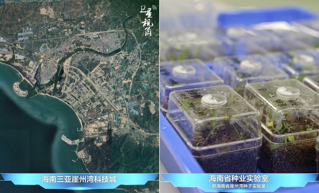 位于三亞崖州灣科技城的海南省種業(yè)實驗室（原海南省崖州灣種子實驗室）將形成輻射全國和“一帶一路”沿線國家的種子科學技術創(chuàng)新中心。