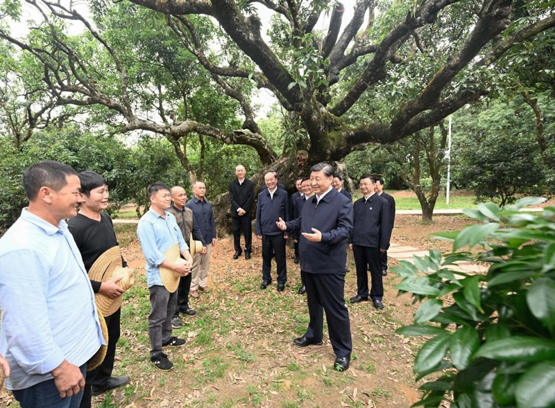 2023年4月11日，習(xí)近平總書(shū)記在廣東茂名高州市根子鎮(zhèn)柏橋村荔枝種植園，同現(xiàn)場(chǎng)技術(shù)人員親切交流。新華社記者 李學(xué)仁 攝