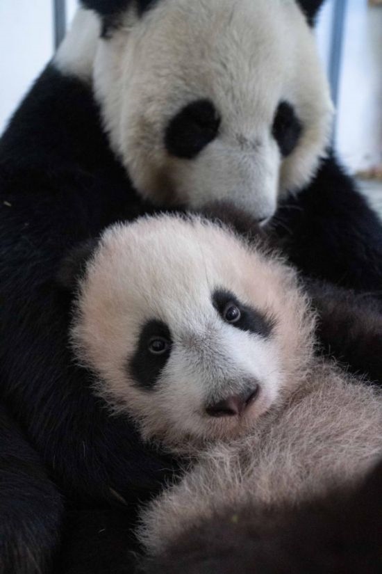  這是2023年12月21日在俄羅斯莫斯科動(dòng)物園拍攝的大熊貓幼崽“喀秋莎”（前）和大熊貓媽媽“丁丁”在一起的照片。新華社發(fā)（莫斯科動(dòng)物園供圖）