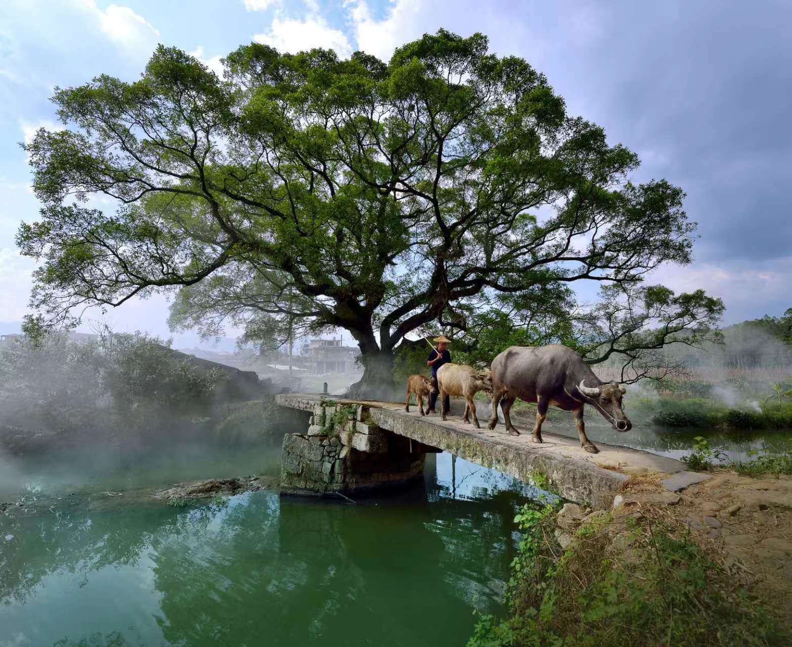 鹿鳴橋。(鄭紀(jì)人物處配圖) 張穎 攝
