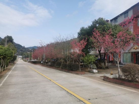 道路兩旁的山櫻花。將樂縣農(nóng)業(yè)農(nóng)村局供圖