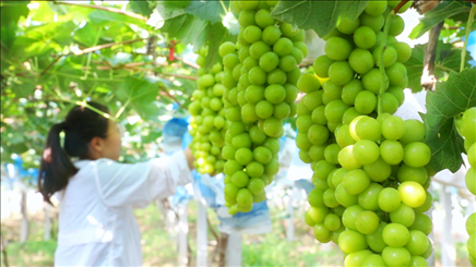 小屯村葡萄園里的陽光玫瑰葡萄。肖俊楠攝