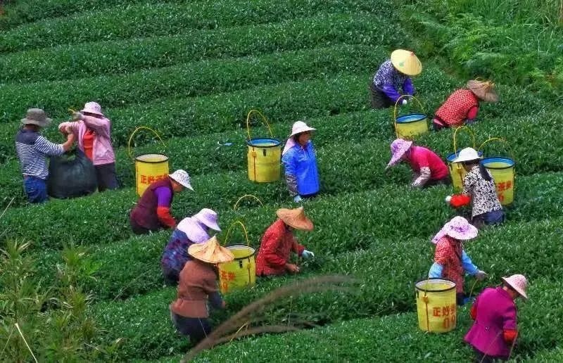 △軍營村茶農(nóng)在茶園采茶。