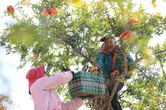 紅彤彤的石榴掛滿(mǎn)枝頭，農(nóng)戶(hù)們穿梭在林中采摘，享受著豐收的喜悅。