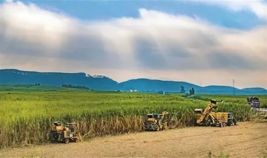 廣西來(lái)賓市興賓區(qū)鳳凰鎮(zhèn)黃安村“雙高”糖料蔗基地里，收割機(jī)手正在機(jī)械化砍收糖蔗。
