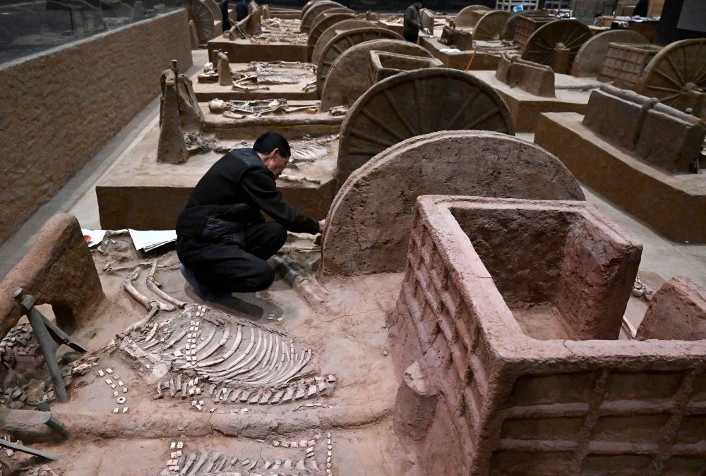 工作人員在殷墟博物館新館的展廳內修復車馬遺跡（2月23日攝）。