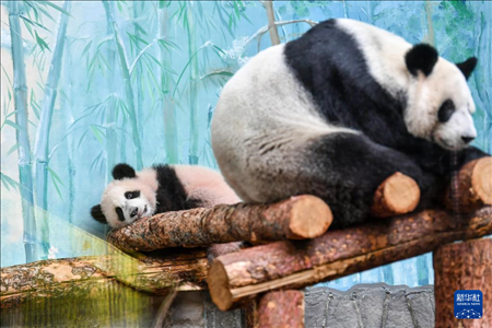 這是3月8日在俄羅斯莫斯科動物園拍攝的大熊貓“喀秋莎”（左）和媽媽“丁丁”。新華社記者 曹陽 攝