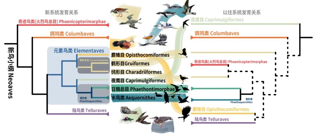 新鳥小綱主要類群的分類變動(dòng)。浙江大學(xué)供圖