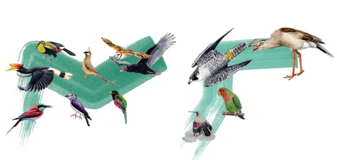 陸鳥類。浙江大學(xué)供圖