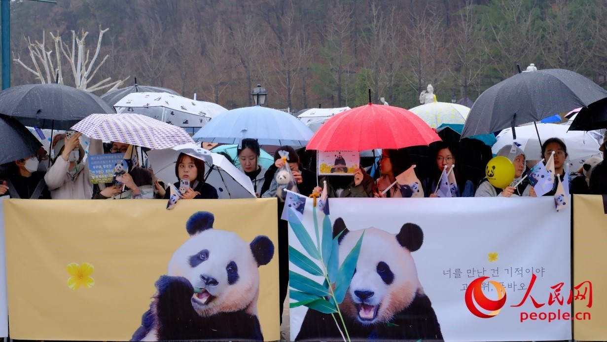 粉絲們在雨中為“福寶”送行。 人民網(wǎng) 李帆攝
