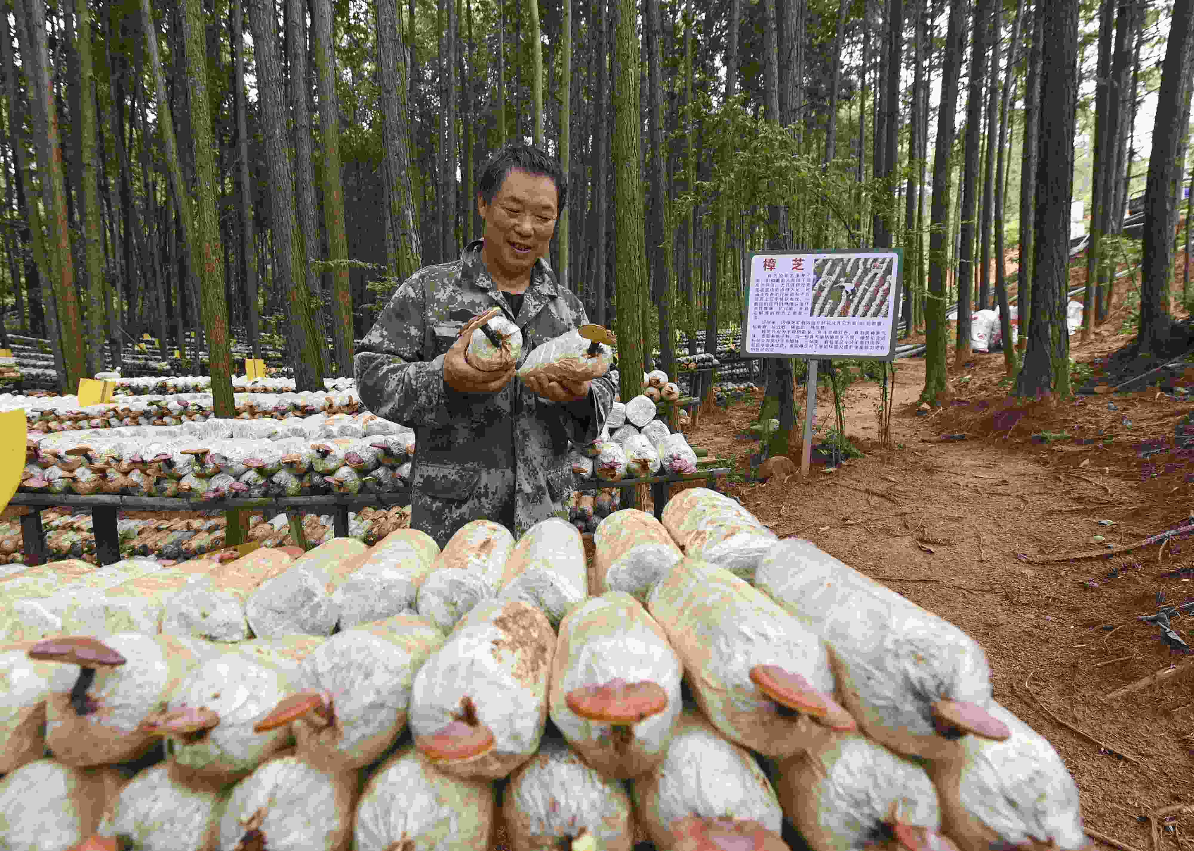 2023年9月21日，江西省撫州市，廣昌縣旴江生態(tài)公益林場，種植戶正在查看樟芝等食用菌的生長情況。