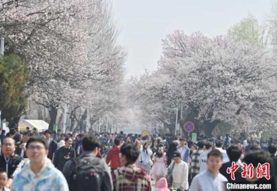 4月21日，大量游客來(lái)到吉林大學(xué)南嶺校區(qū)賞花。張瑤 攝