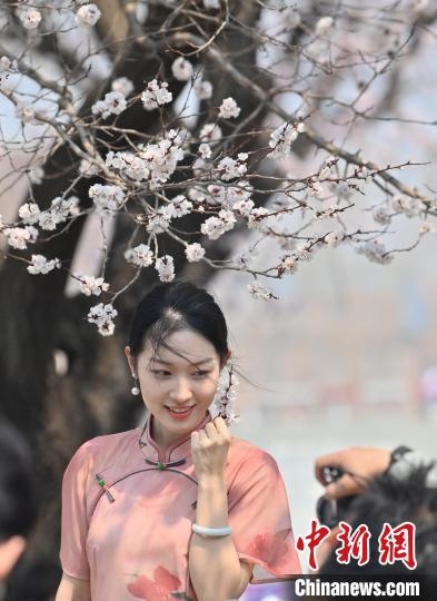 4月21日，一名年輕女孩在杏花樹(shù)下拍照。張瑤 攝