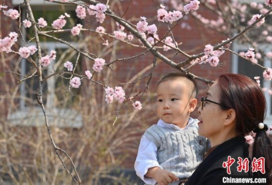 4月21日，游客在吉林大學(xué)南嶺校區(qū)賞花。張瑤 攝