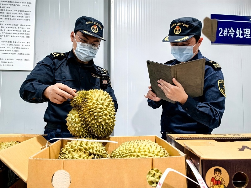 海關關員對中老鐵路裝載進境榴蓮進行查驗。黃中磊攝