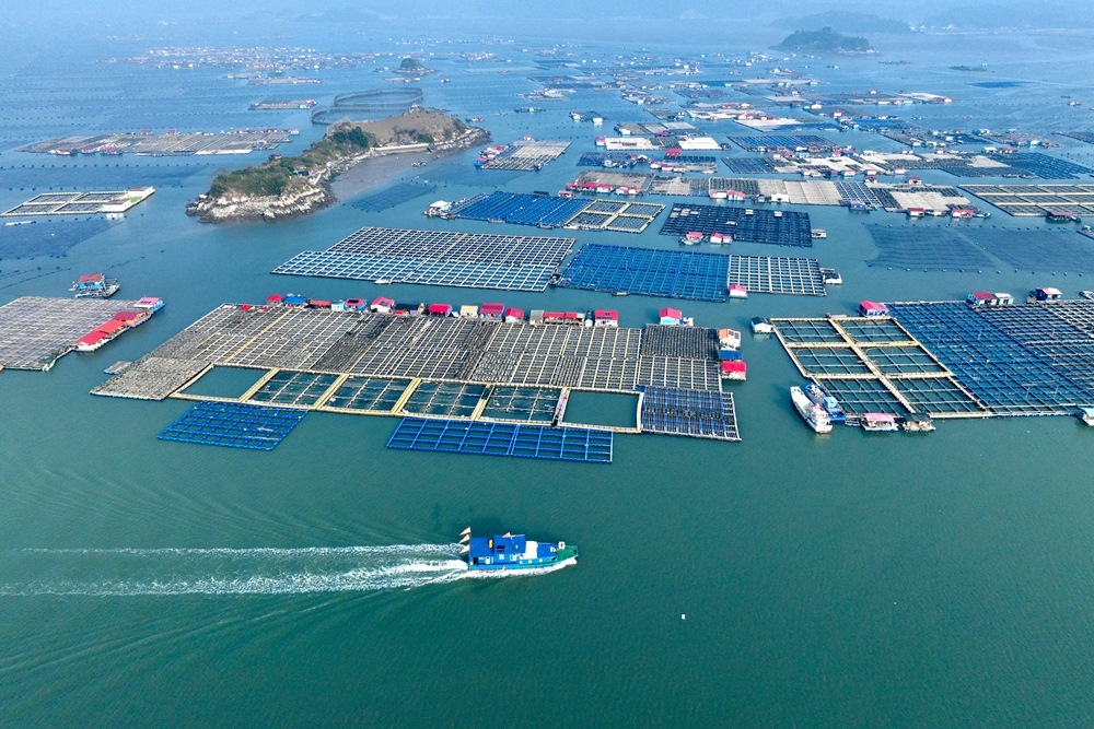 這是2024年1月11日拍攝的福建省寧德市霞浦縣海上養(yǎng)殖區(qū)（無人機(jī)照片）。新華社記者 姜克紅 攝