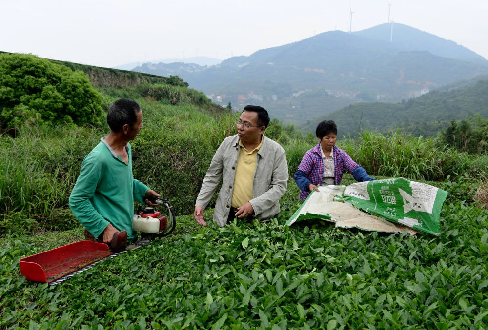 2024年5月9日，在福建省安溪縣西坪鎮(zhèn)珠洋村，科技特派員（中）在指導(dǎo)茶農(nóng)使用機(jī)器科學(xué)化采收茶葉。新華社記者 魏培全 攝