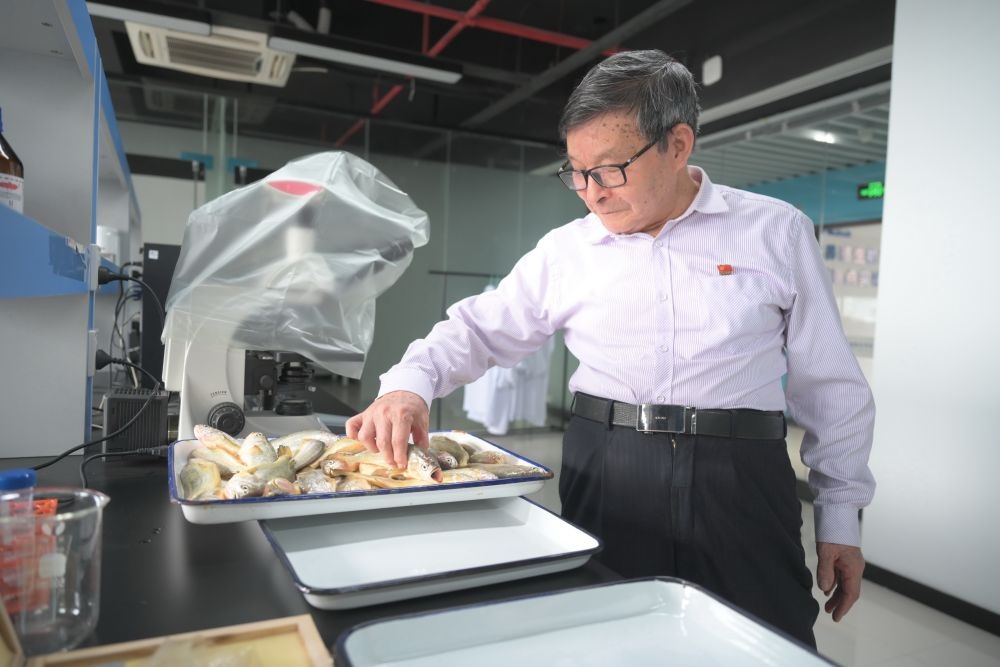 2024年5月8日，劉家富在位于福建省寧德市科技服務(wù)中心大樓的海水養(yǎng)殖生物育種全國重點(diǎn)實(shí)驗(yàn)室了解大黃魚的培育情況。新華社記者 林善傳 攝
