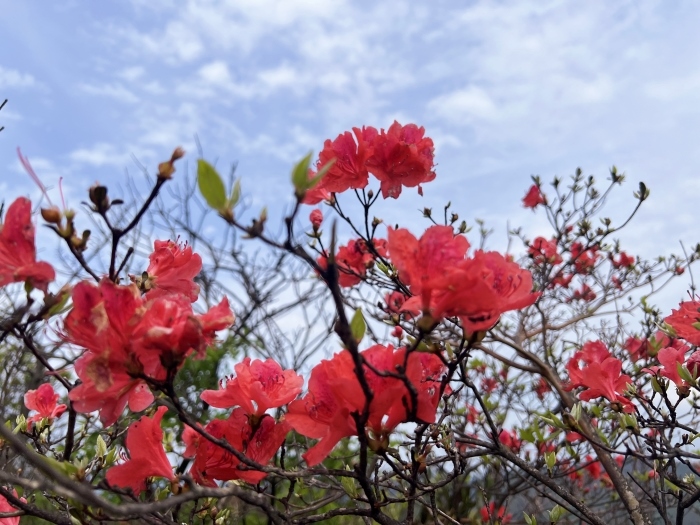 陽明山的杜鵑花。人民網(wǎng) 高清揚攝