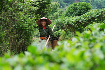 2024年4月24日，湖南省衡陽市耒陽市龍?zhí)伶?zhèn)江頭貢茶葉種植專業(yè)合作社，村民在茶山采摘茶葉，實現(xiàn)了家門口就業(yè)。