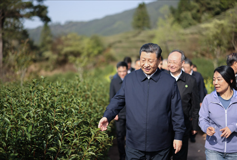 2021年3月22日下午，習近平在福建省南平市武夷山市星村鎮(zhèn)燕子窠生態(tài)茶園，察看春茶長勢，了解當?shù)夭璁a(chǎn)業(yè)發(fā)展情況。