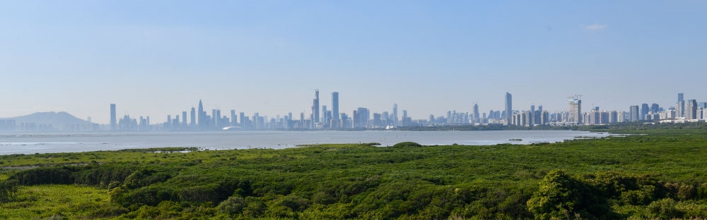  深圳福田紅樹林濕地（2024年1月19日攝）。在深圳，茂密的紅樹林東起新洲河口、西至深圳灣公園，懷抱城市中心區(qū)域，沿海岸線形成了長約6公里的“綠色長城”，為每年數(shù)以十萬計(jì)的候鳥留下彌足珍貴的國際遷徙通道。