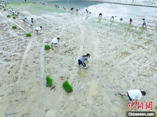 圖為5月21日，航拍綏陽縣旺草中學(xué)學(xué)生在旺草萬畝大壩體驗插秧。唐哲 攝