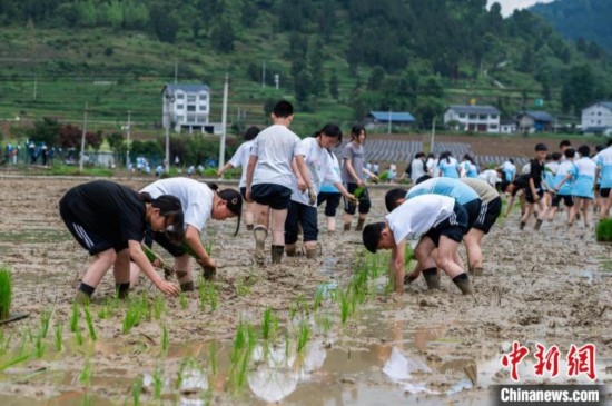 圖為5月21日，綏陽縣旺草中學(xué)學(xué)生在旺草萬畝大壩體驗插秧。唐哲 攝