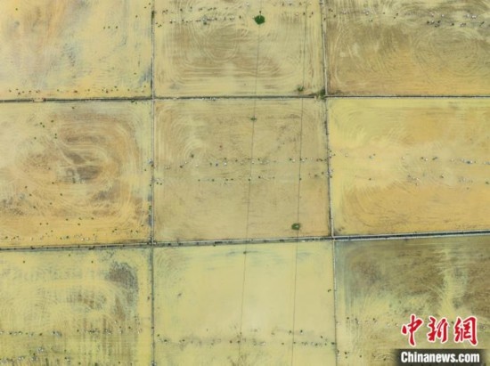 圖為5月21日，航拍綏陽縣旺草中學(xué)學(xué)生在旺草萬畝大壩體驗插秧。唐哲 攝