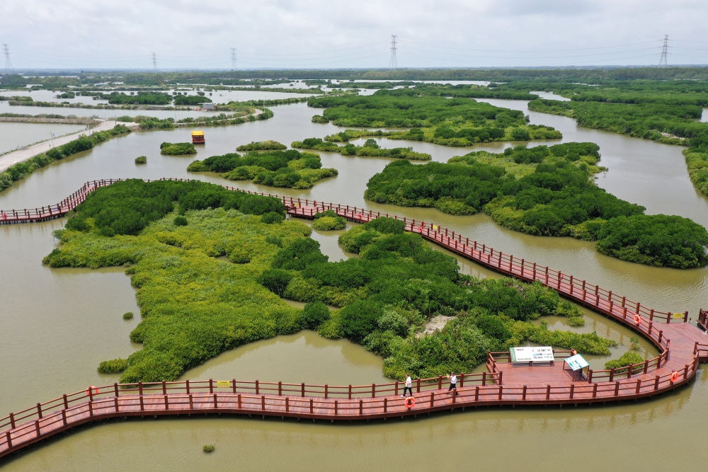 在廣東省湛江市金牛島拍攝的紅樹林（2023年5月25日攝，無人機(jī)照片）。