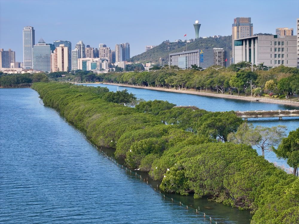 福建廈門筼筜湖紅樹林種植帶（2024年1月24日攝，無人機(jī)照片）。