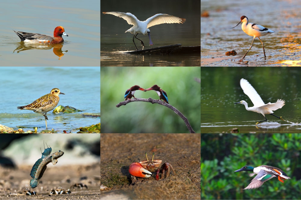  在深圳福田紅樹林濕地棲息或越冬的動物（廣東內(nèi)伶仃福田國家級自然保護(hù)區(qū)管理局供圖）。