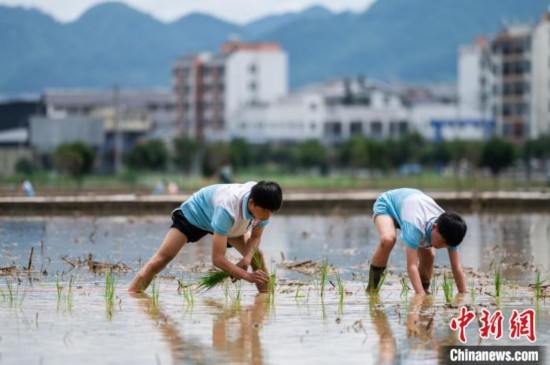 圖為5月21日，兩名學(xué)生在綏陽縣旺草萬畝大壩體驗插秧。唐哲 攝