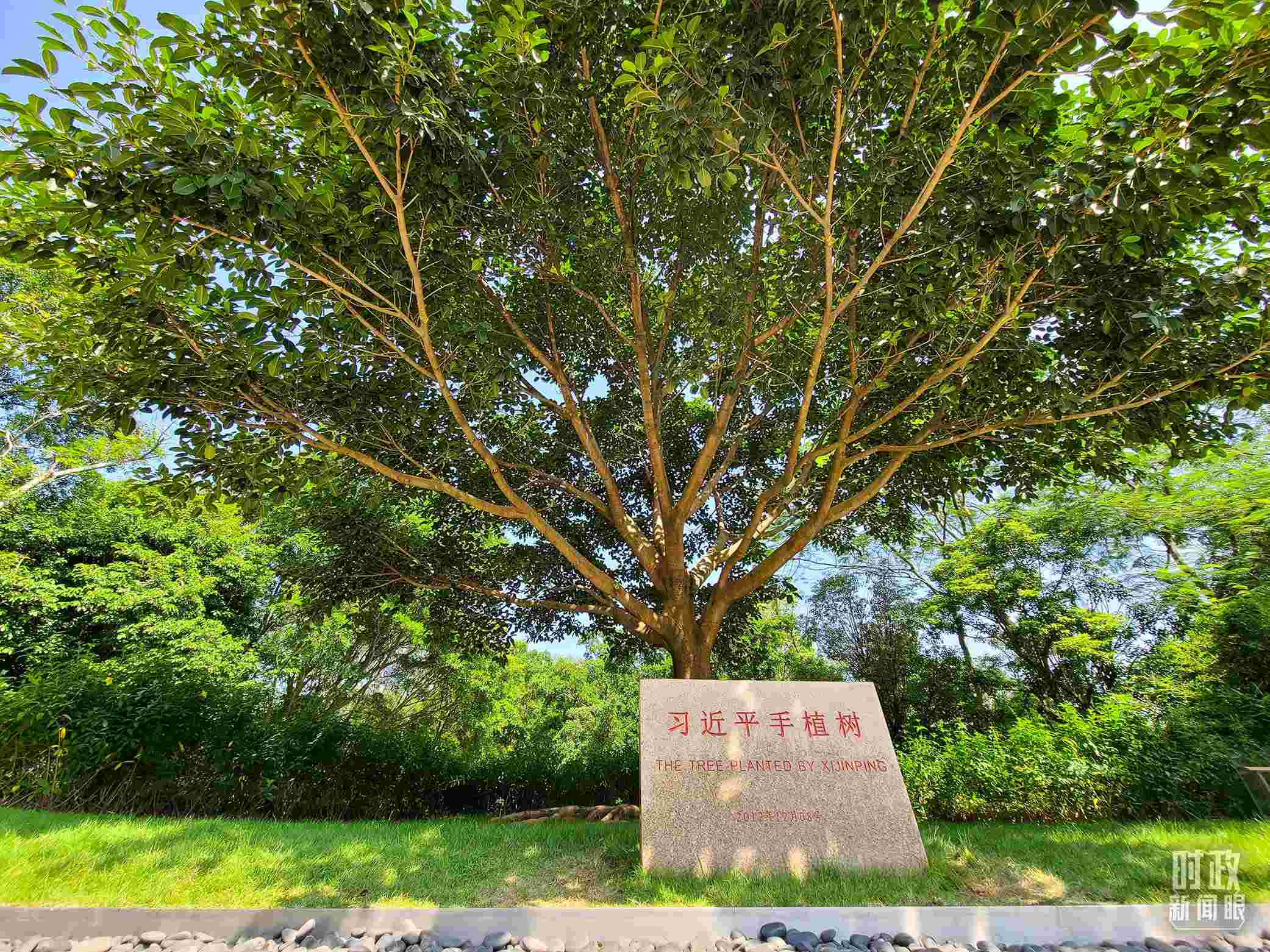 習(xí)近平2012年在深圳蓮花山公園種下的高山榕樹已枝繁葉茂。（總臺(tái)央視記者趙化拍攝）