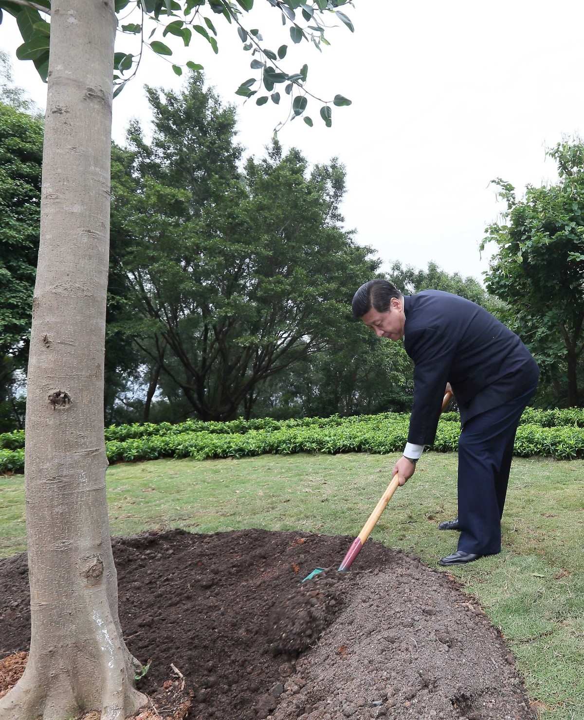 2012年12月8日，習(xí)近平在深圳蓮花山公園種下一棵高山榕樹。