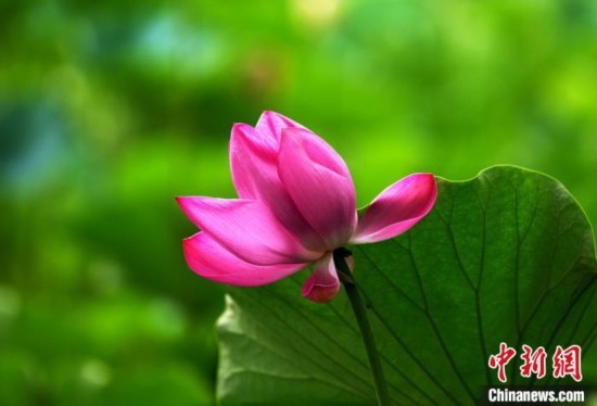 6月19日，時值一年畢業(yè)季，四川大學(xué)望江校區(qū)荷花池里的荷花盛開，成為了畢業(yè)生們的打卡圣地，吸引了眾多畢業(yè)生拍照留念。圖為盛開的荷花。中新社記者 安源 攝