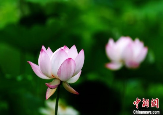 6月19日，時值一年畢業(yè)季，四川大學(xué)望江校區(qū)荷花池里的荷花盛開，成為了畢業(yè)生們的打卡圣地，吸引了眾多畢業(yè)生拍照留念。圖為盛開的荷花。中新社記者 安源 攝