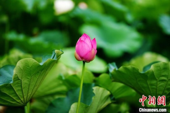 6月19日，時值一年畢業(yè)季，四川大學(xué)望江校區(qū)荷花池里的荷花盛開，成為了畢業(yè)生們的打卡圣地，吸引了眾多畢業(yè)生拍照留念。圖為含苞待放的荷花。中新社記者 安源 攝