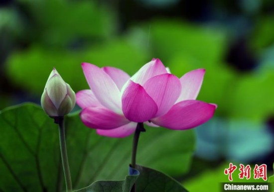 6月19日，時值一年畢業(yè)季，四川大學(xué)望江校區(qū)荷花池里的荷花盛開，成為了畢業(yè)生們的打卡圣地，吸引了眾多畢業(yè)生拍照留念。圖為盛開的荷花。中新社記者 安源 攝