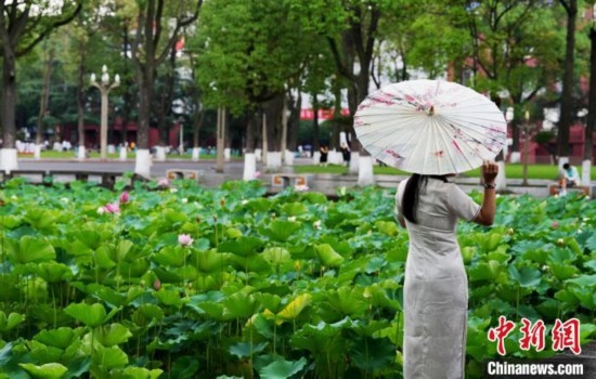 6月19日，時值一年畢業(yè)季，四川大學(xué)望江校區(qū)荷花池里的荷花盛開，成為了畢業(yè)生們的打卡圣地，吸引了眾多畢業(yè)生拍照留念。圖為畢業(yè)生在荷花池邊拍照留念。中新社記者 安源 攝