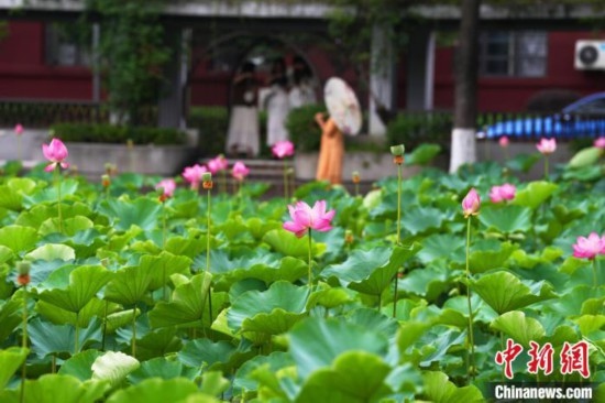 6月19日，時值一年畢業(yè)季，四川大學(xué)望江校區(qū)荷花池里的荷花盛開，成為了畢業(yè)生們的打卡圣地，吸引了眾多畢業(yè)生拍照留念。圖為盛開的荷花。中新社記者 安源 攝