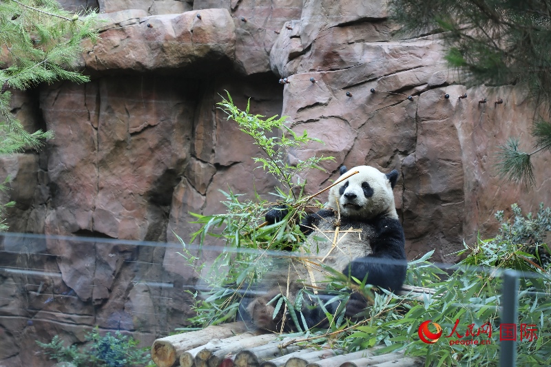2、“云川”和“鑫寶”落戶圣迭戈動物園，開啟了新一輪中美大熊貓保護(hù)合作。 人民網(wǎng)記者 李志偉攝 (1)