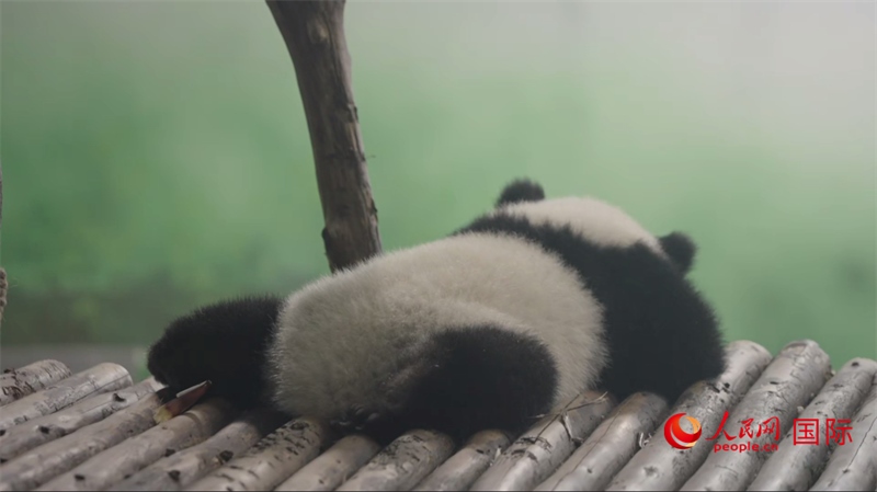 成都大熊貓繁育研究基地的熊貓。人民網(wǎng)記者 張榮攝