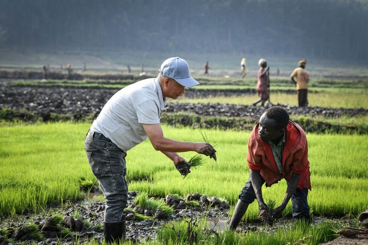2024年8月14日，在盧旺達(dá)南方省胡耶區(qū)的中國援盧旺達(dá)農(nóng)業(yè)技術(shù)示范中心，水稻專家鄭瑞金（左）在稻田里指導(dǎo)當(dāng)?shù)氐巨r(nóng)進(jìn)行秧苗移栽。新華社記者 韓旭 攝