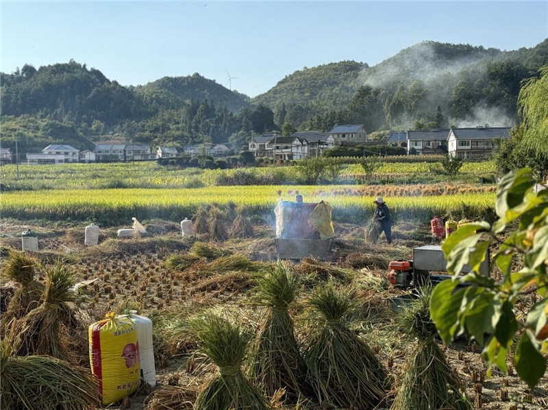“豐收”是秋天的關(guān)鍵詞，田間煙火氣，最撫凡人心。打谷機(jī)、蛇皮袋、抱稻禾、捆秸稈……這是鄉(xiāng)土中國廣大農(nóng)村收割稻谷的經(jīng)典場景，也是不少干過農(nóng)活的人的獨(dú)家記憶。告別了打谷機(jī)，擁抱機(jī)械化，改變的是生產(chǎn)工具，不變的是三農(nóng)情懷。農(nóng)為邦本，本固邦寧，每一個(gè)親吻土地、珍惜糧食的日子都值得被尊敬，被緬懷，被憧憬?？疾靾F(tuán)中的謝里克·科爾茹姆巴耶夫是《哈薩克斯坦實(shí)業(yè)報(bào)》的總編輯，也是一位“生活觀察家”，田間里揮汗收割的村民引起了他的興趣，他感嘆道：人們勞作的過程總是令人賞心悅目。這就是中外共鳴的“鄉(xiāng)愁”吧。 （烏茲別克斯坦《人民言論報(bào)》副總編輯魯斯蘭·肯扎耶夫攝）