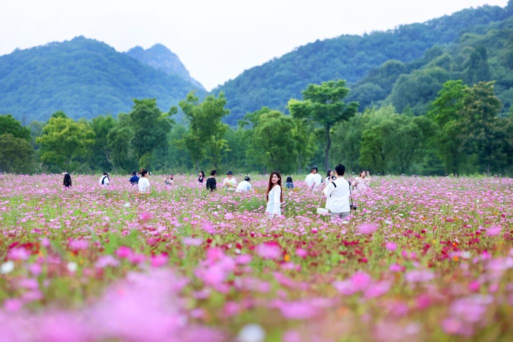 6月8日，游人在浙江省杭州市西湖區(qū)雙浦鎮(zhèn)銅鑒湖畔的花海中游覽。新華社發(fā)（周方玲 攝）
